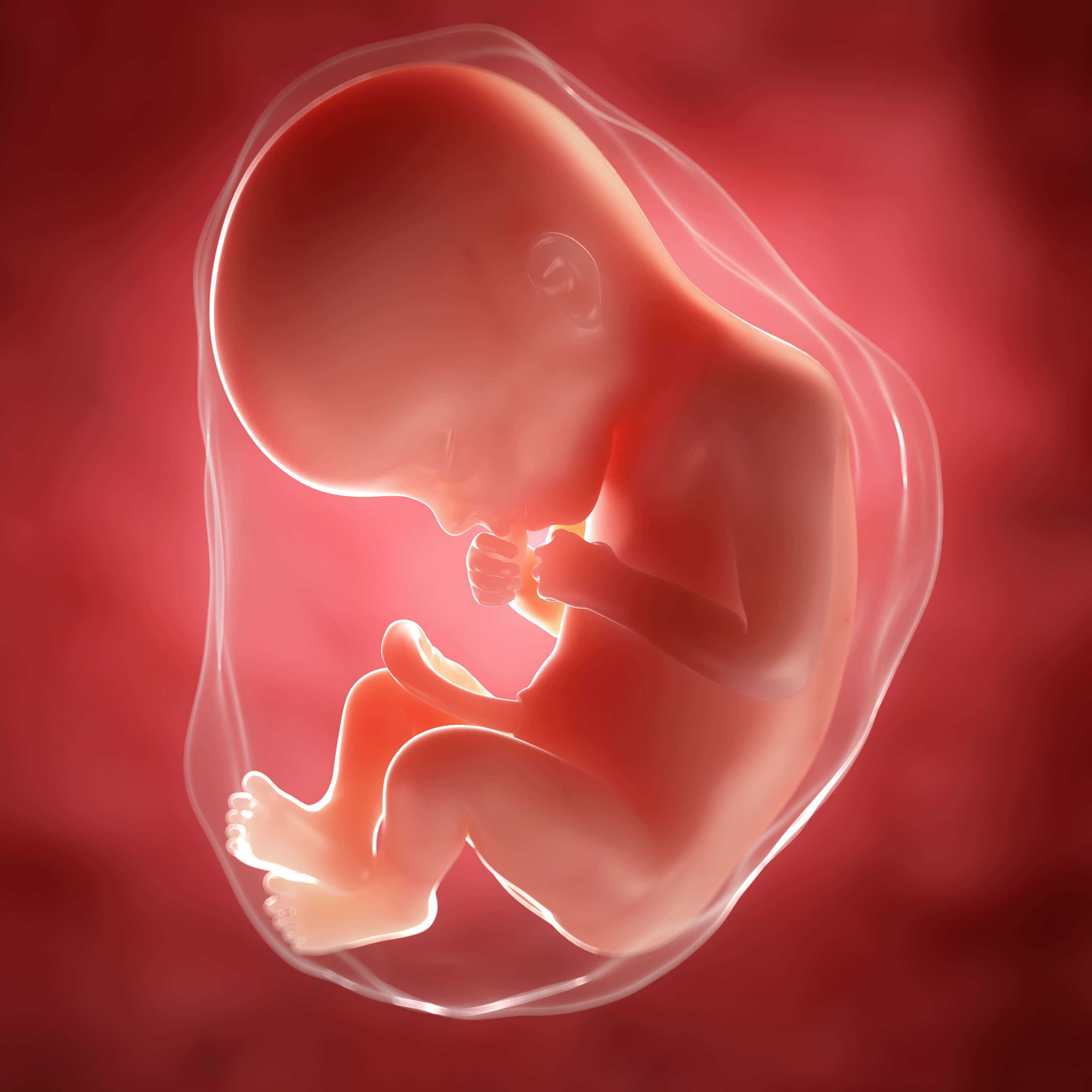 Minder abortussen, maar meer na prenatale diagnostiek